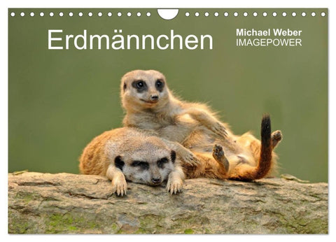 Erdmännchen - Tierkinder (Wandkalender 2027 DIN A4 quer), CALVENDO Monatskalender