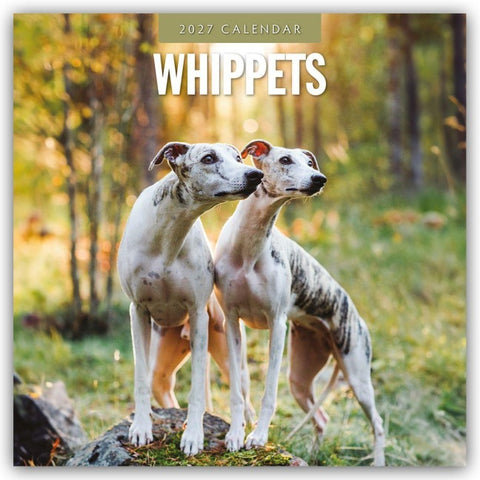 Whippets – Whippet 2027 – 16-Monatskalender