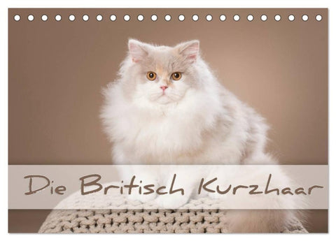 Die Britisch Kurzhaar (Tischkalender 2027 DIN A5 quer), CALVENDO Monatskalender