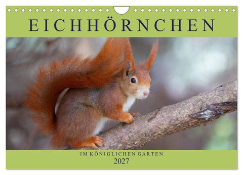 Eichhörnchen im Königlichen Garten (Wandkalender 2027 DIN A4 quer), CALVENDO Monatskalender