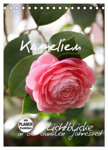 Kamelien Lichtblicke in der dunklen Jahreszeit (Tischkalender 2027 DIN A5 hoch), CALVENDO Monatskalender