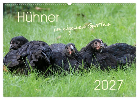 Hühner im eigenen Garten (Wandkalender 2027 DIN A2 quer), CALVENDO Monatskalender