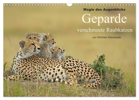 Magie des Augenblicks: Geparde - verschmuste Raubkatzen (Wandkalender 2026 DIN A3 quer), CALVENDO Monatskalender