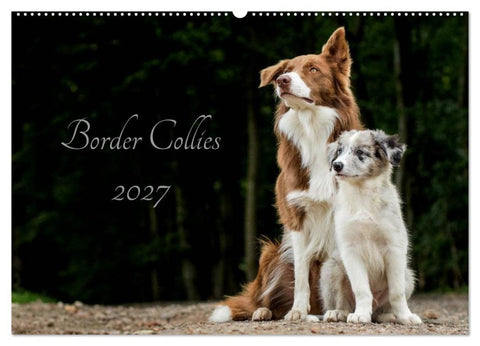 Border Collies 2027 (Wandkalender 2027 DIN A2 quer), CALVENDO Monatskalender