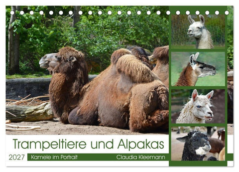 Trampeltiere und Alpakas (Tischkalender 2027 DIN A5 quer), CALVENDO Monatskalender