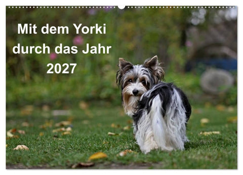 Mit dem Yorki durch das Jahr 2027 (Wandkalender 2027 DIN A2 quer), CALVENDO Monatskalender