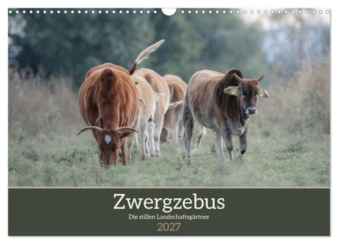 Zwergzebus - Die stillen Landschaftsgärtner (Wandkalender 2027 DIN A3 quer), CALVENDO Monatskalender