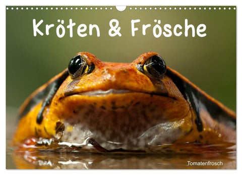 Kröten & Frösche (Wandkalender 2026 DIN A3 quer), CALVENDO Monatskalender