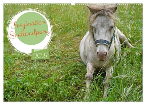Faszination Shetlandpony (Wandkalender 2027 DIN A2 quer), CALVENDO Monatskalender