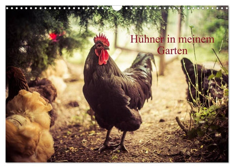 Hühner in meinem Garten (Wandkalender 2027 DIN A3 quer), CALVENDO Monatskalender