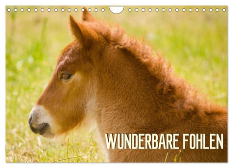Wunderbare Fohlen (Wandkalender 2027 DIN A4 quer), CALVENDO Monatskalender