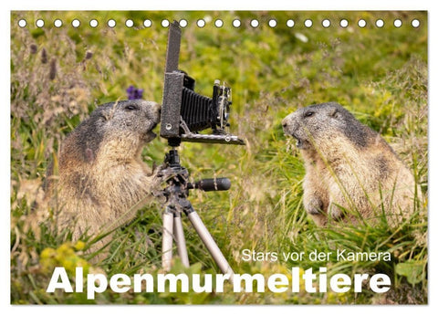 Alpenmurmeltiere - Stars vor der Kamera (Tischkalender 2027 DIN A5 quer), CALVENDO Monatskalender