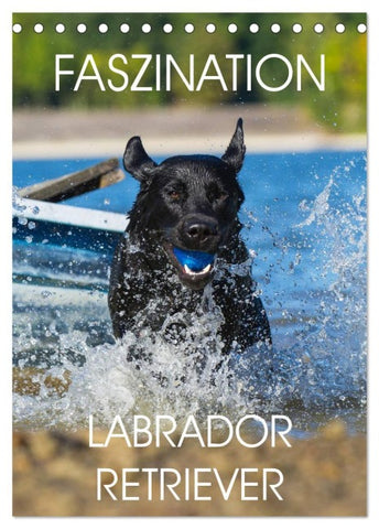 Faszination Labrador Retriever (Tischkalender 2026 DIN A5 hoch), CALVENDO Monatskalender