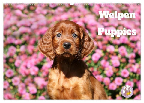Welpen - Puppies (Wandkalender 2027 DIN A2 quer), CALVENDO Monatskalender
