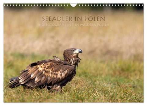Seeadler in Polen (Wandkalender 2027 DIN A3 quer), CALVENDO Monatskalender