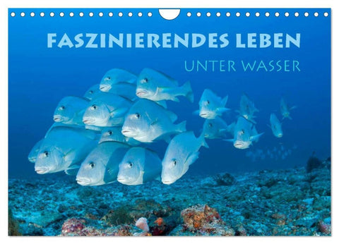 Faszinierendes Leben unter Wasser (Wandkalender 2026 DIN A4 quer), CALVENDO Monatskalender