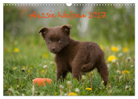 Aussie Welpen 2027 (Wandkalender 2027 DIN A3 quer), CALVENDO Monatskalender