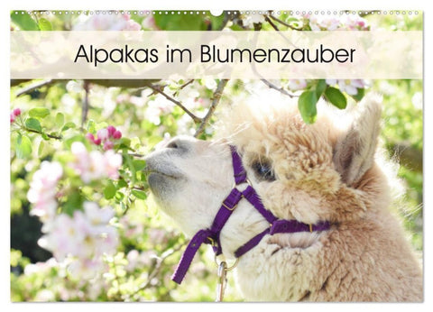 Alpakas im Blumenzauber (Wandkalender 2027 DIN A2 quer), CALVENDO Monatskalender