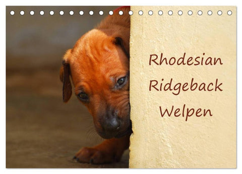 Rhodesian Ridgeback Welpen (Tischkalender 2026 DIN A5 quer), CALVENDO Monatskalender