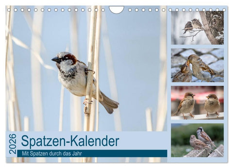 Spatzen-Kalender (Wandkalender 2026 DIN A4 quer), CALVENDO Monatskalender