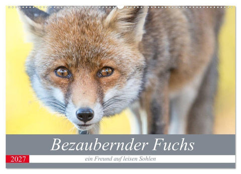 Bezaubernder Fuchs - ein Freund auf leisen Sohlen (Wandkalender 2027 DIN A2 quer), CALVENDO Monatskalender