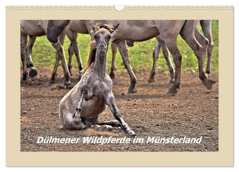 Dülmener Wildpferde im Münsterland (Wandkalender 2026 DIN A3 quer), CALVENDO Monatskalender