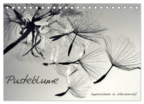 Pusteblume - Impressionen in schwarzweiß (Tischkalender 2026 DIN A5 quer), CALVENDO Monatskalender