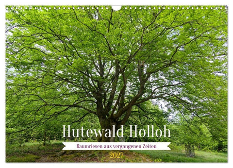 Hutewald Halloh - Baumriesen aus vergangenen Zeiten (Wandkalender 2027 DIN A3 quer), CALVENDO Monatskalender