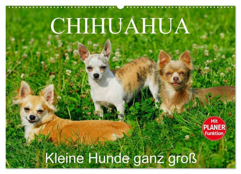 Chihuahua - Kleine Hunde ganz groß (Wandkalender 2027 DIN A2 quer), CALVENDO Monatskalender