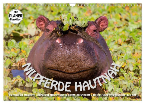 Emotionale Momente: Nilpferde hautnah (Wandkalender 2026 DIN A3 quer), CALVENDO Monatskalender