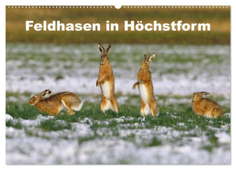 Feldhasen in Höchstform (Wandkalender 2027 DIN A2 quer), CALVENDO Monatskalender