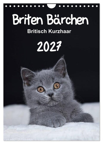 Briten Bärchen – Britisch Kurzhaar 2027 (Wandkalender 2027 DIN A4 hoch), CALVENDO Monatskalender