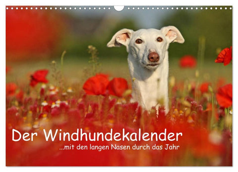 Der Windhundekalender (Wandkalender 2026 DIN A3 quer), CALVENDO Monatskalender