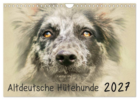 Altdeutsche Hütehunde 2027 (Wandkalender 2027 DIN A4 quer), CALVENDO Monatskalender