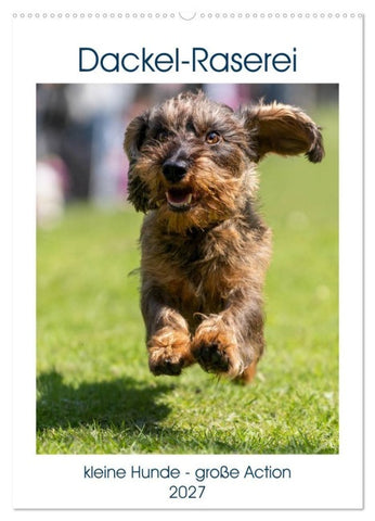 Dackel-Raserei (Wandkalender 2027 DIN A2 hoch), CALVENDO Monatskalender