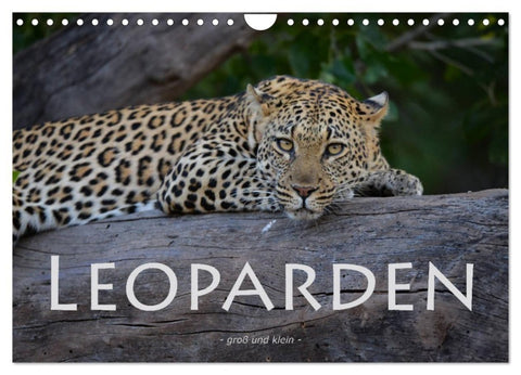 Leoparden - groß und klein (Wandkalender 2027 DIN A4 quer), CALVENDO Monatskalender