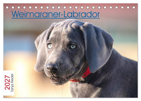 Weimaraner-Labrador (Tischkalender 2027 DIN A5 quer), CALVENDO Monatskalender