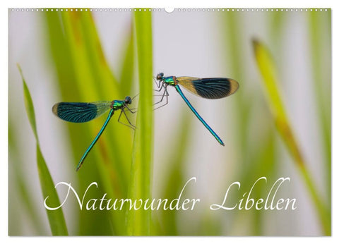 Naturwunder Libellen (Wandkalender 2026 DIN A2 quer), CALVENDO Monatskalender