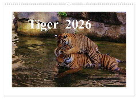 Tiger 2026 (Wandkalender 2026 DIN A2 quer), CALVENDO Monatskalender