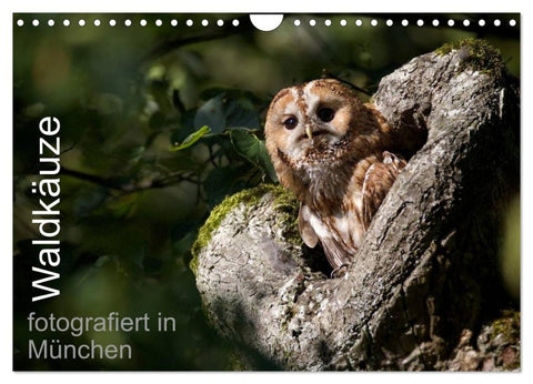 Waldkäuze, fotografiert in München (Wandkalender 2027 DIN A4 quer), CALVENDO Monatskalender