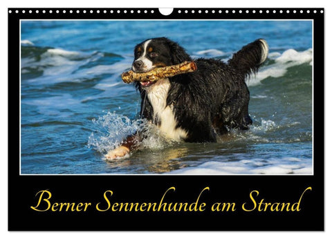 Berner Sennenhunde am Strand (Wandkalender 2027 DIN A3 quer), CALVENDO Monatskalender