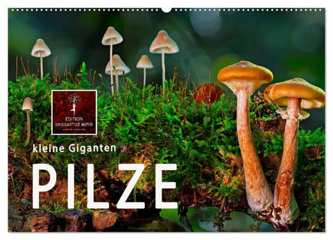 Pilze - kleine Giganten (Wandkalender 2026 DIN A2 quer), CALVENDO Monatskalender