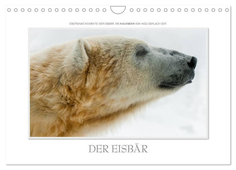 Emotionale Momente: Der Eisbär. (Wandkalender 2026 DIN A4 quer), CALVENDO Monatskalender