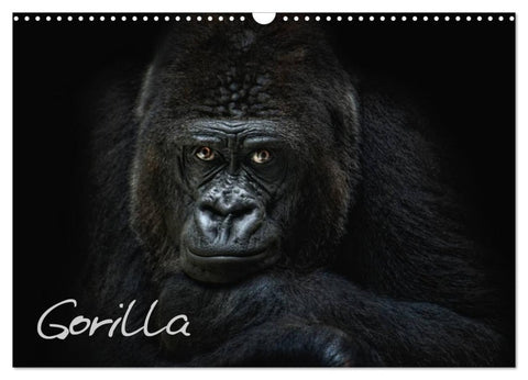 Gorilla (Wandkalender 2026 DIN A3 quer), CALVENDO Monatskalender