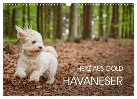 Havaneser - Herz aus Gold (Wandkalender 2026 DIN A3 quer), CALVENDO Monatskalender