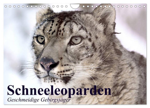 Schneeleoparden. Geschmeidige Gebirgsjäger (Wandkalender 2026 DIN A4 quer), CALVENDO Monatskalender