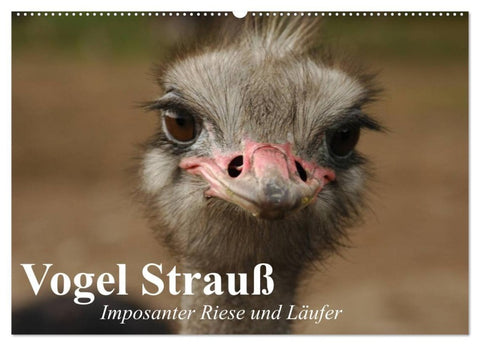 Vogel Strauß. Imposanter Riese und Läufer (Wandkalender 2027 DIN A2 quer), CALVENDO Monatskalender