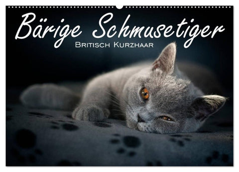 Bärige Schmusetiger - Britisch Kurzhaar / CH-Version (Wandkalender 2027 DIN A2 quer), CALVENDO Monatskalender
