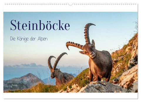 Steinböcke - Die Könige der Alpen (Wandkalender 2027 DIN A2 quer), CALVENDO Monatskalender