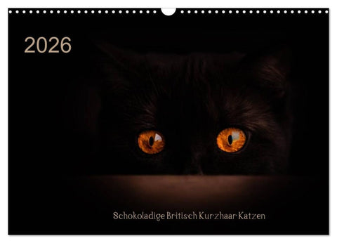 Schokoladige Britisch Kurzhaar Katzen (Wandkalender 2026 DIN A3 quer), CALVENDO Monatskalender